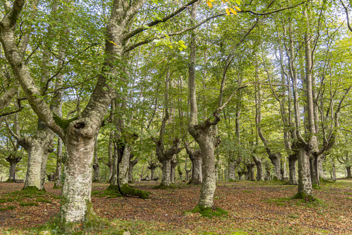 Vizcaya - parque natural de Urkiola 09 - hayedo.jpg